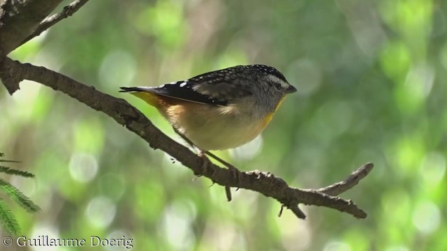 Pardalote pointillé - ML362305231