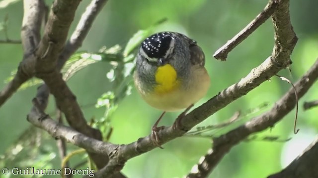 Pardalote Moteado - ML362305241