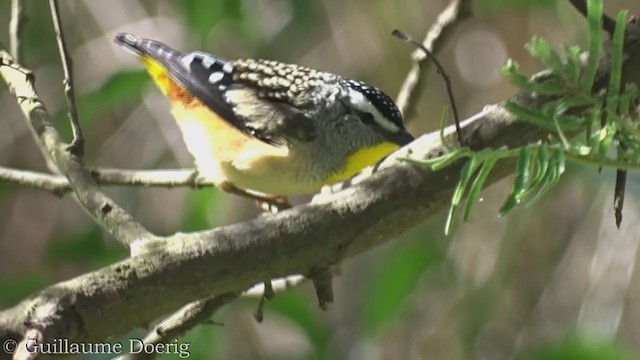 Fleckenpanthervogel - ML362305281