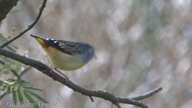 Fleckenpanthervogel - ML362305331