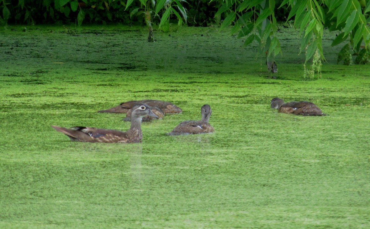 Wood Duck - ML36230771
