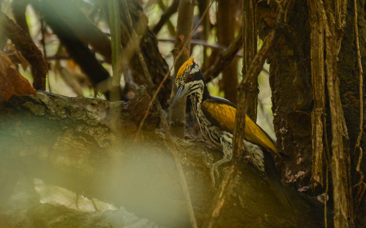 White-naped Woodpecker - Gaja mohanraj