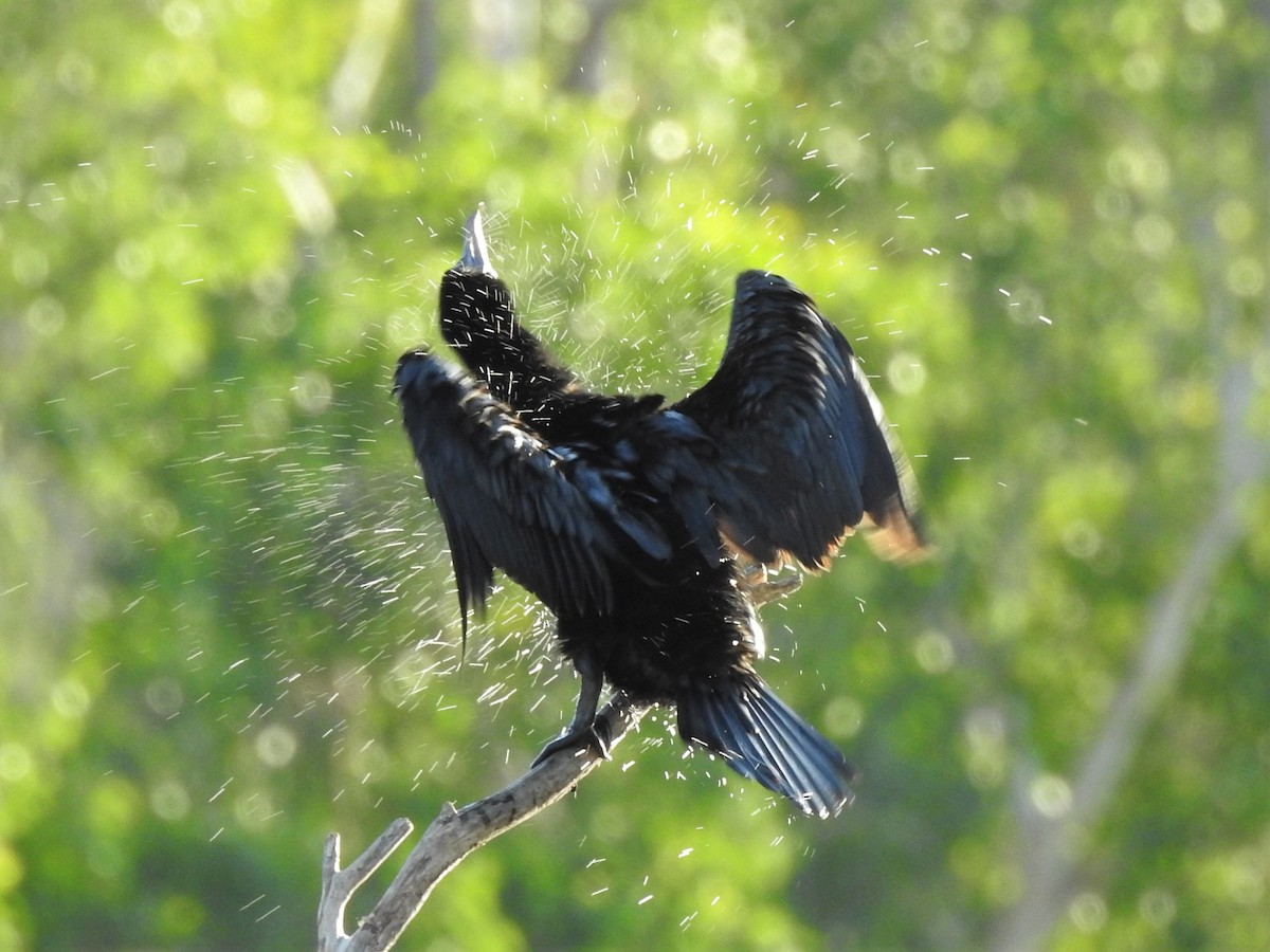 Little Black Cormorant - ML362308681