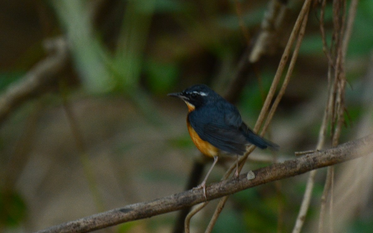 Indian Blue Robin - Gaja mohanraj