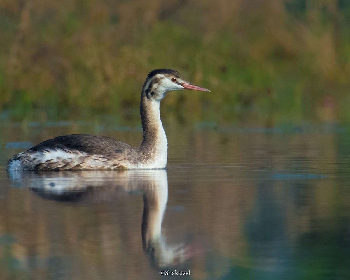 potápka roháč - ML362310451