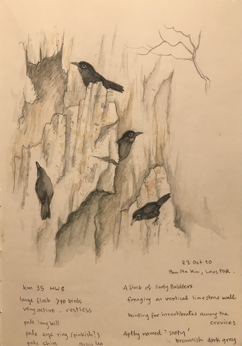 Sooty Babbler - ML362310661