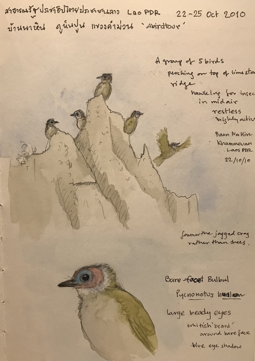 Bare-faced Bulbul - ML362310781