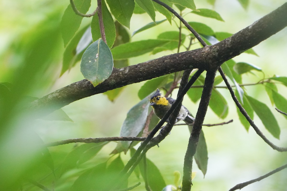 Yellow-cheeked Tit - ML362313751