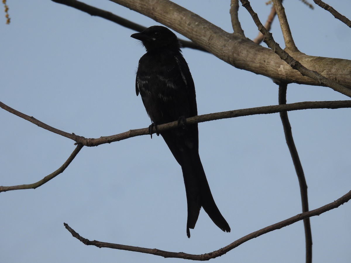 Black Drongo - Navin  P Mathew