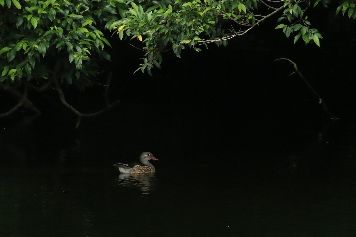 Mandarin Duck - ML362315491