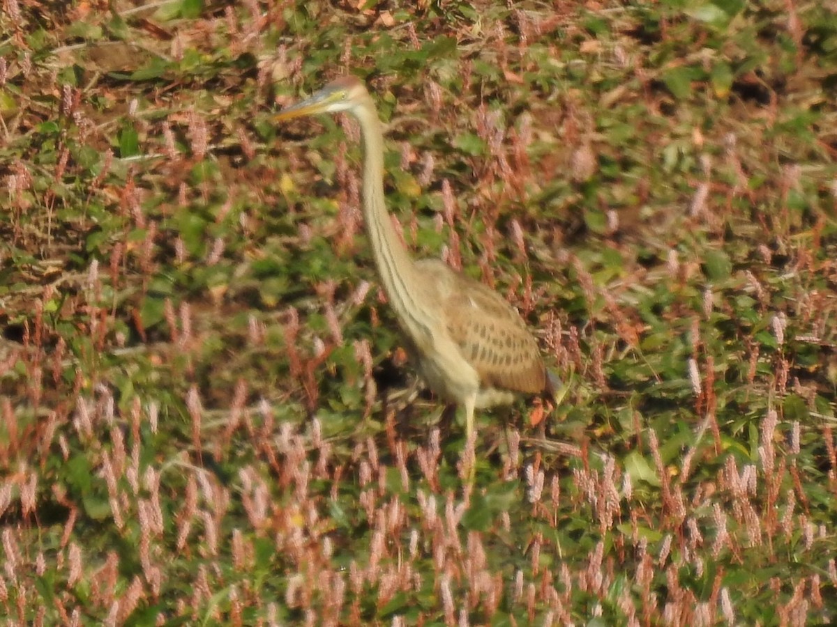 Purple Heron - Chemi Ibáñez de la Fuente