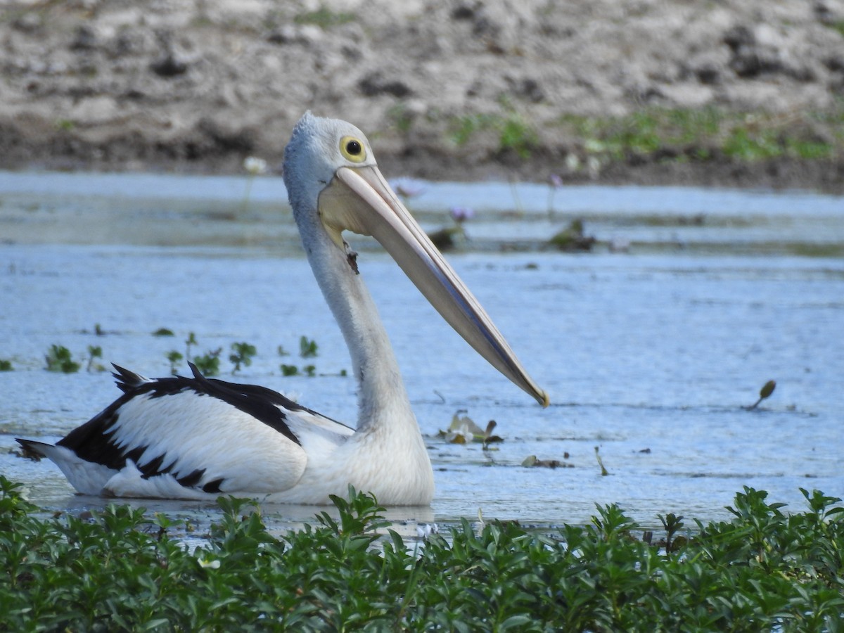 Australian Pelican - ML362318981