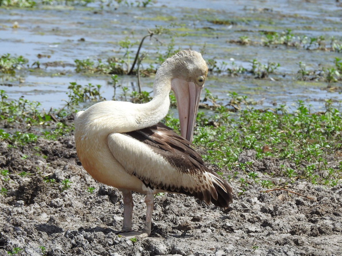 pelikán australský - ML362318991