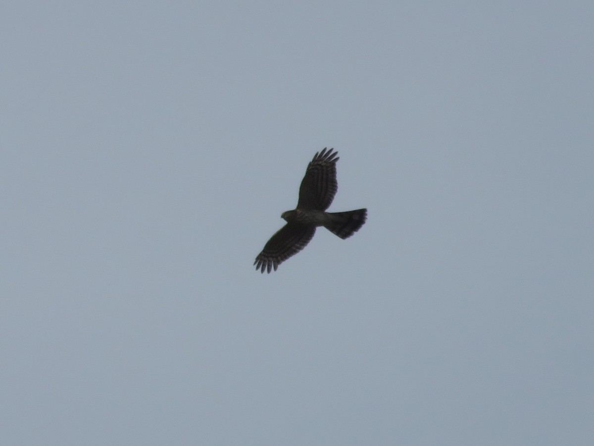 Sharp-shinned Hawk - ML36232081