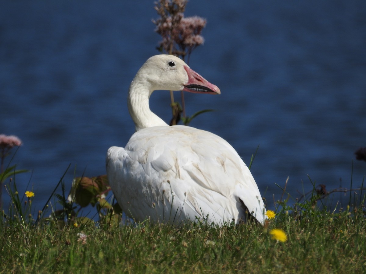 Snow Goose - ML362321031