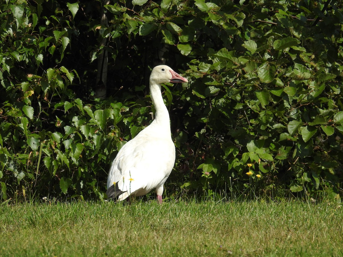 Snow Goose - ML362321041