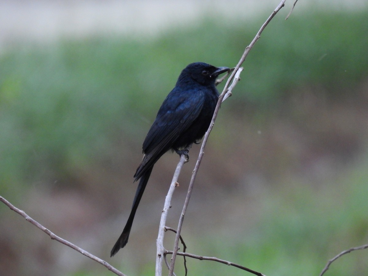 Black Drongo - Navin  P Mathew