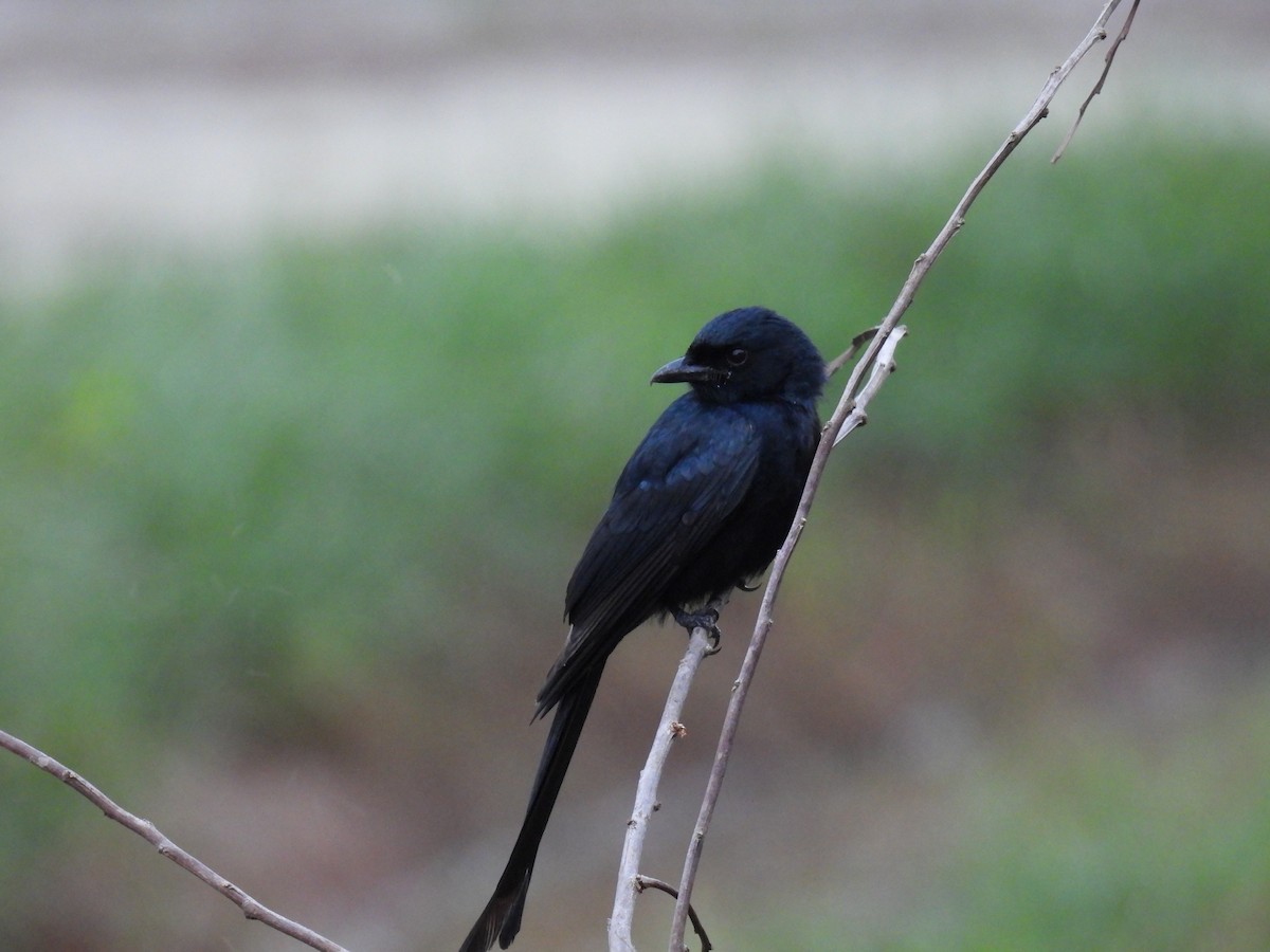 Drongo royal - ML362322391