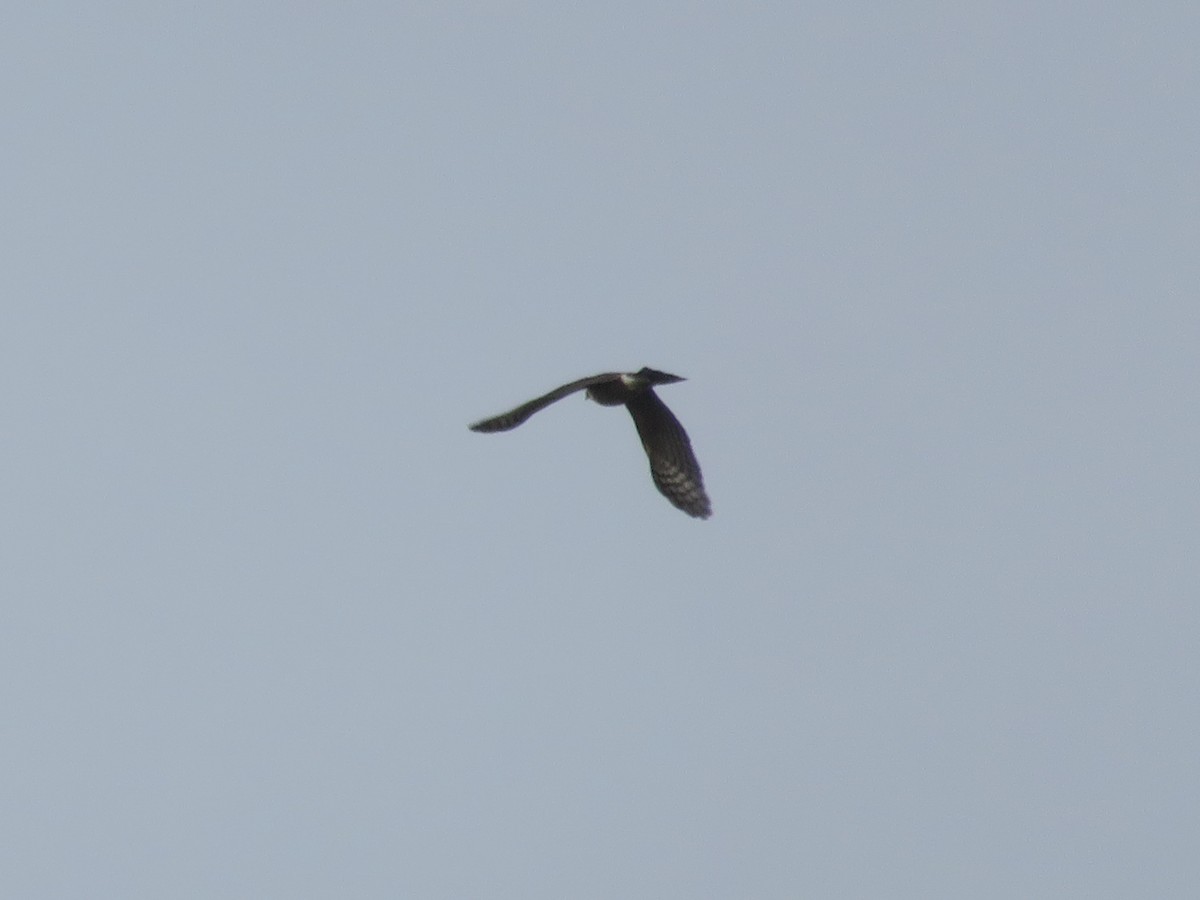 Sharp-shinned Hawk - ML36232301