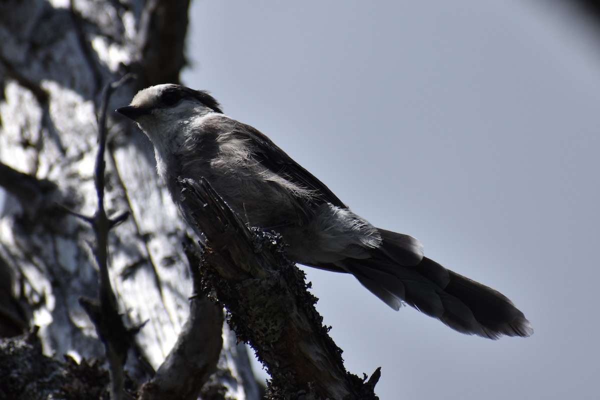 Canada Jay - ML362323041