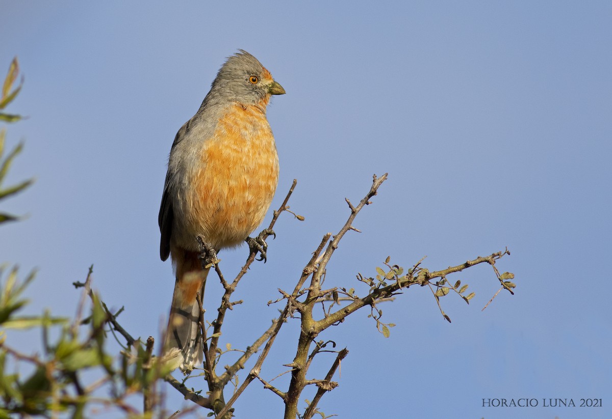 White-tipped Plantcutter - Horacio Luna