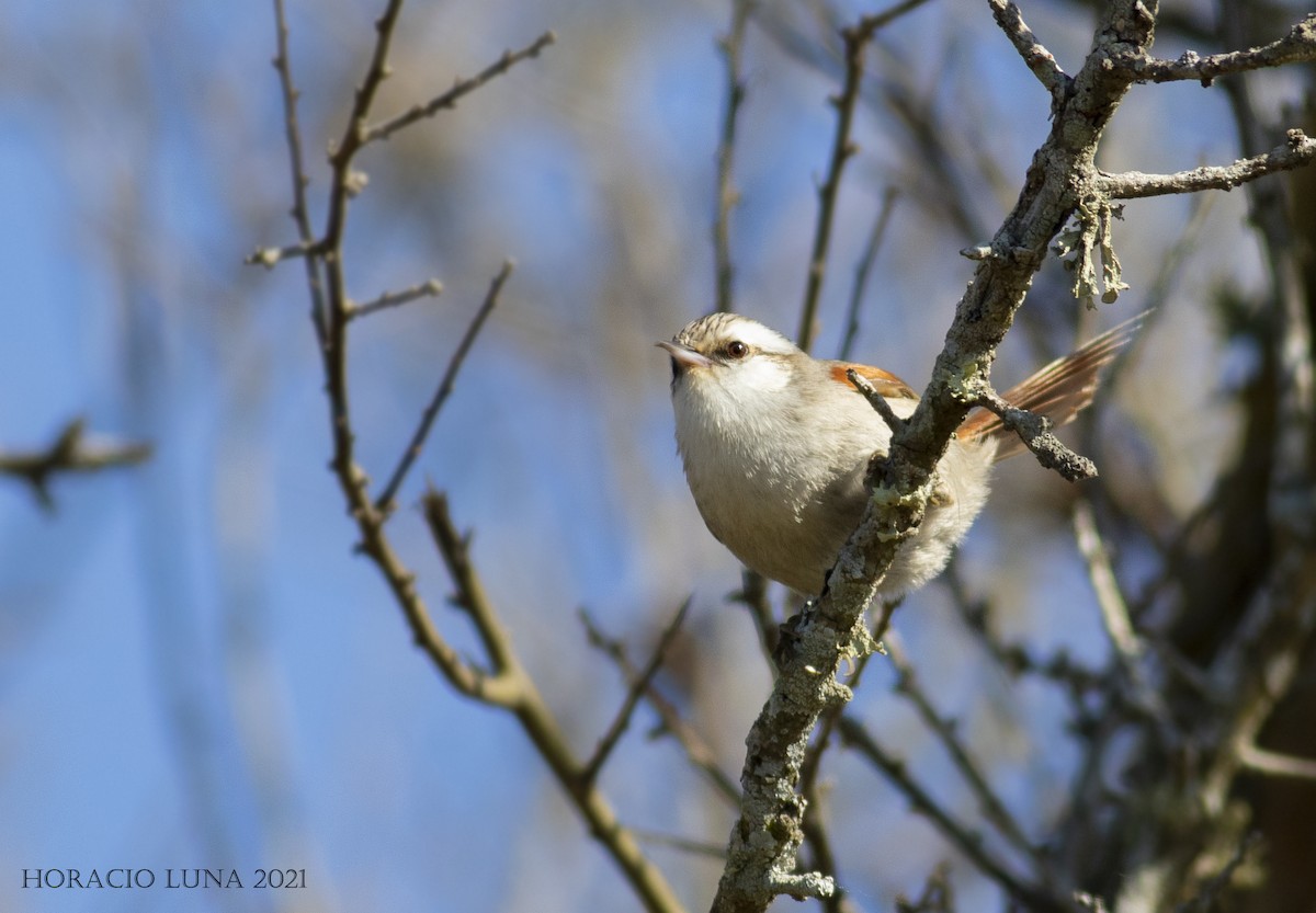 Stripe-crowned Spinetail - ML362324911