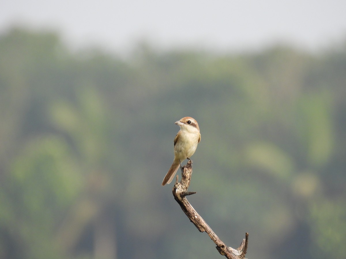 Brown Shrike - ML362325121