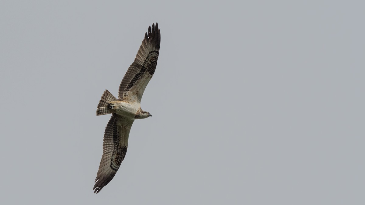 Osprey (haliaetus) - ML362325881