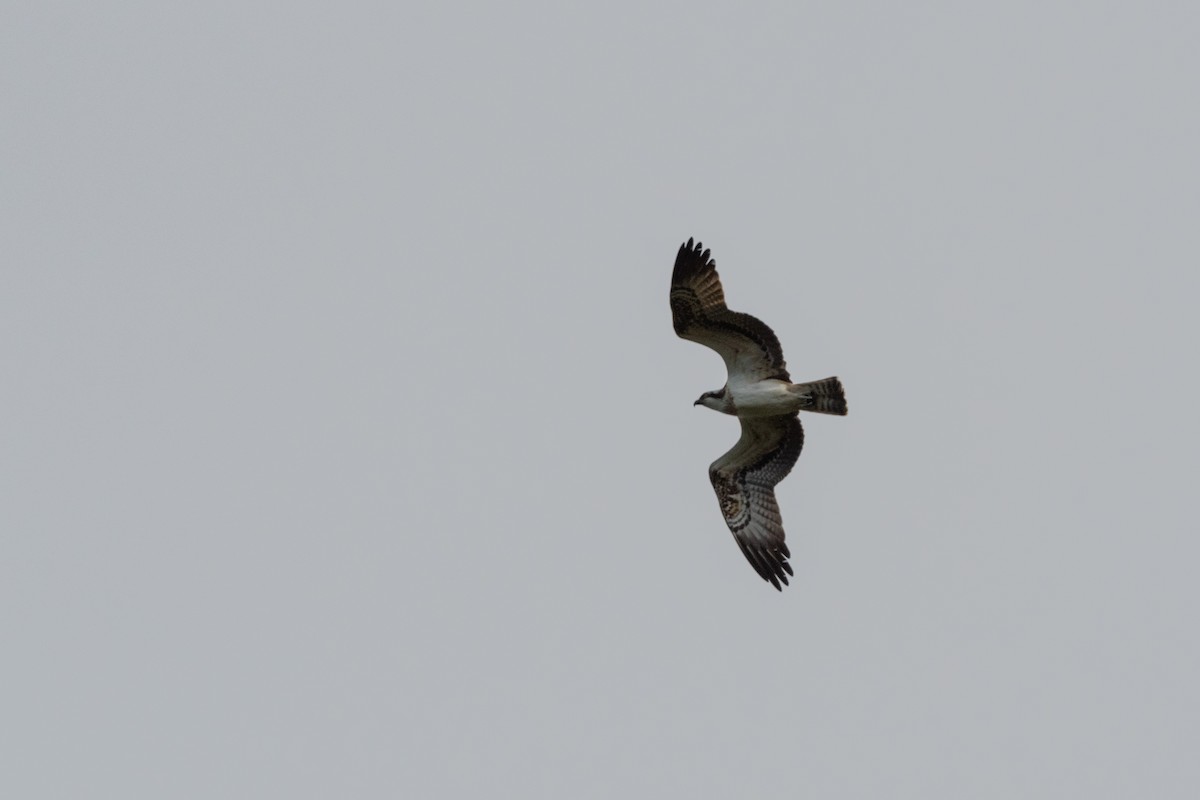 Osprey (haliaetus) - ML362325921