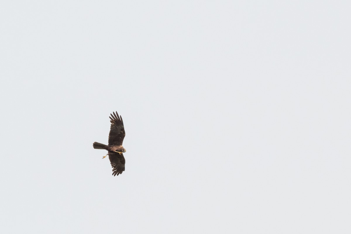 Western Marsh Harrier - ML362326001