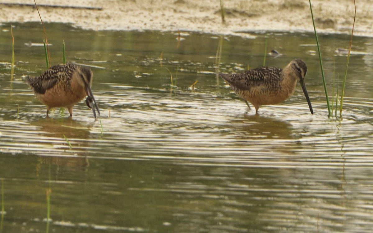 Long-billed Dowitcher - Don Weber