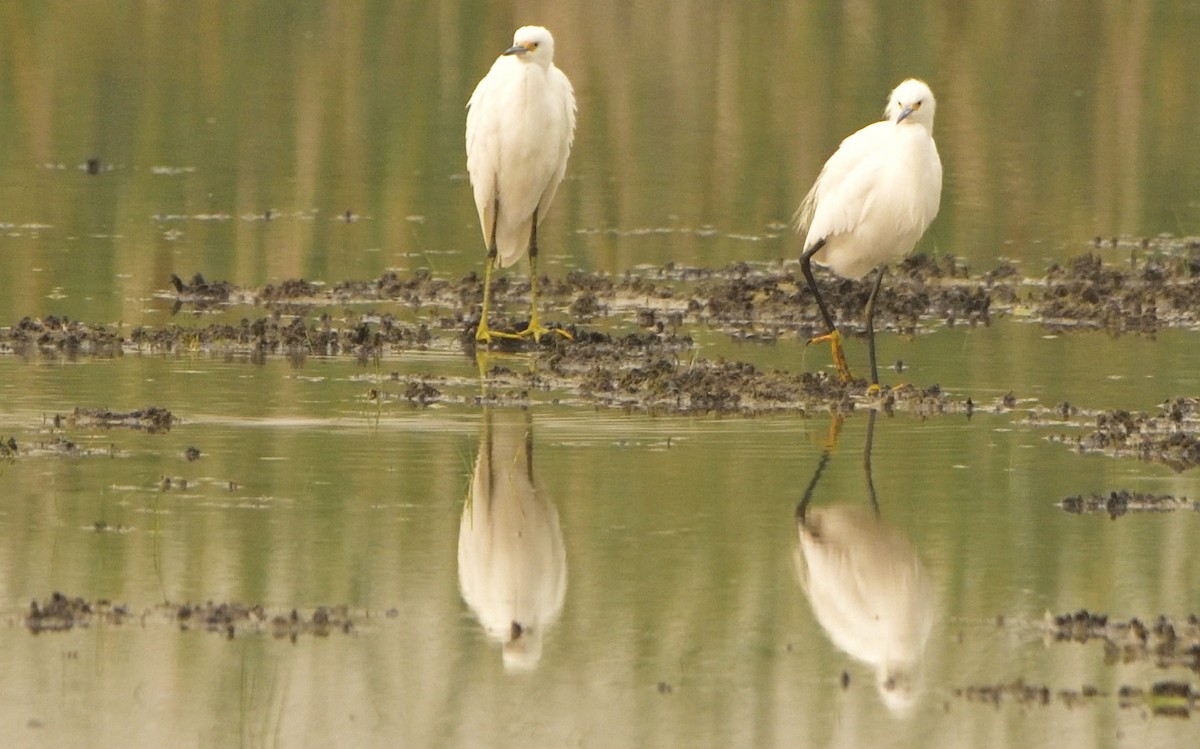 Snowy Egret - ML362326271