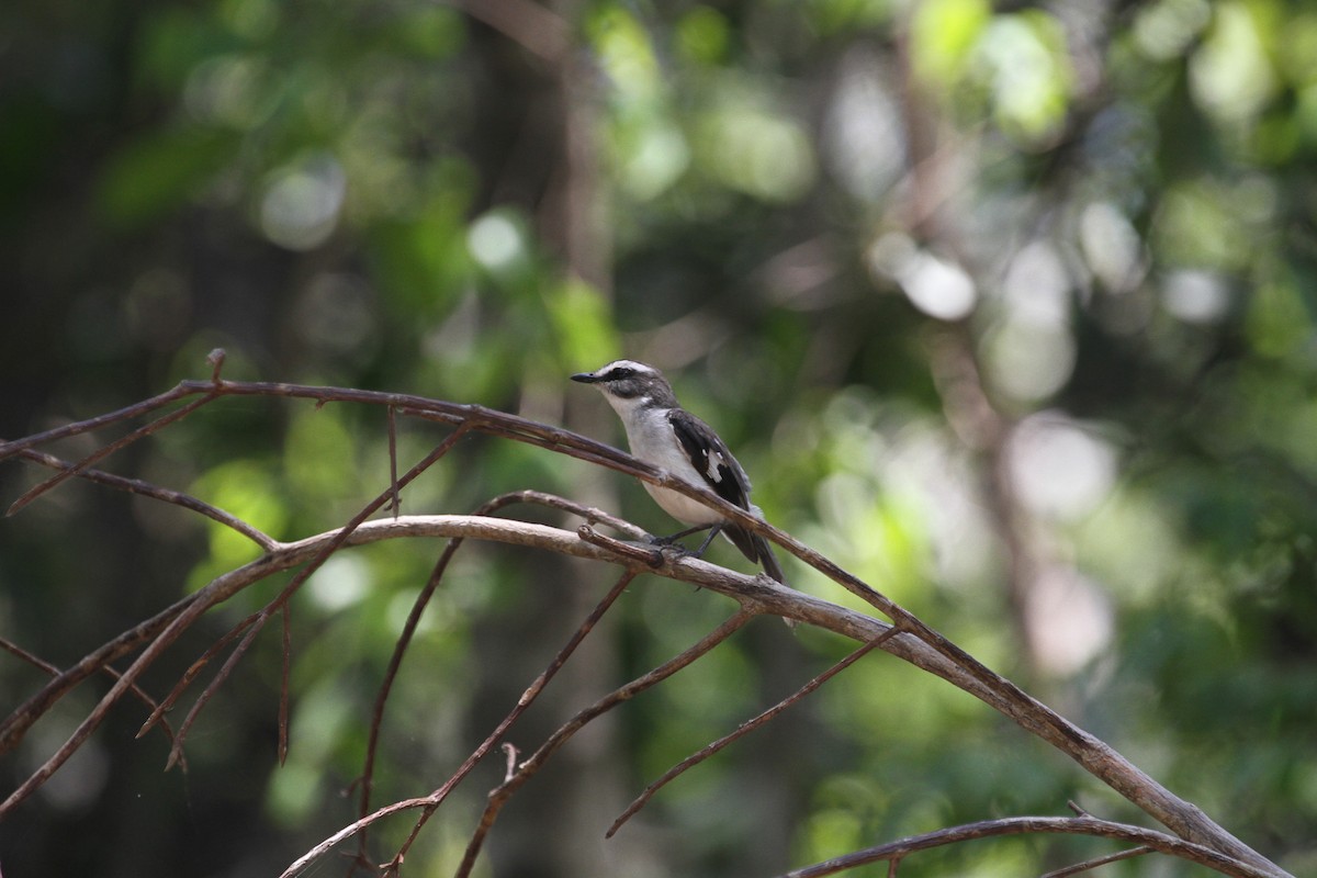 White-browed Robin - ML362326481