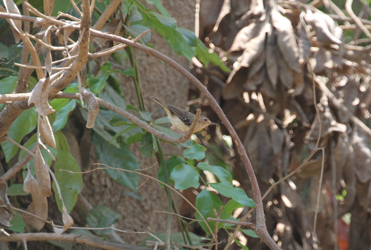 Tropical Scrubwren - ML362326501