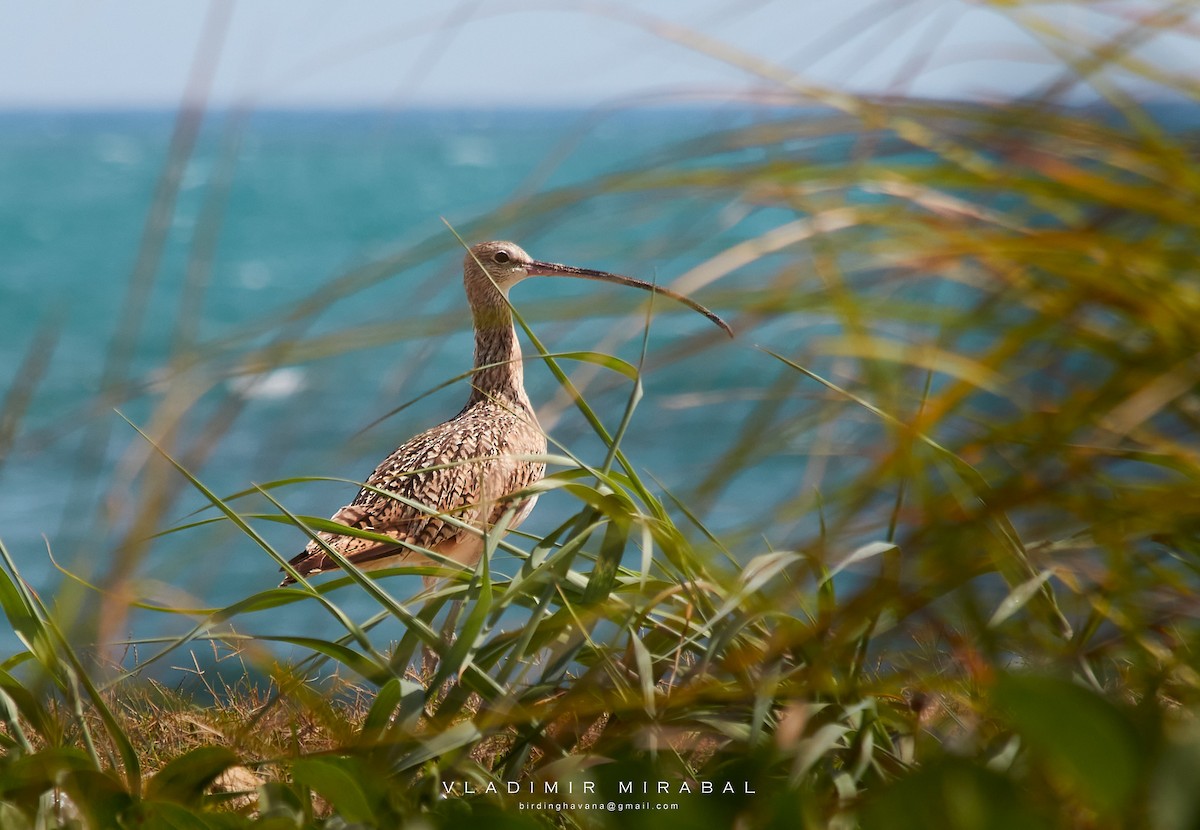 Long-billed Curlew - ML362326611