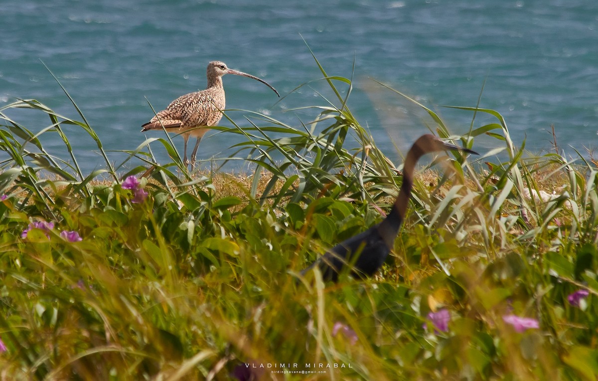Long-billed Curlew - ML362326621