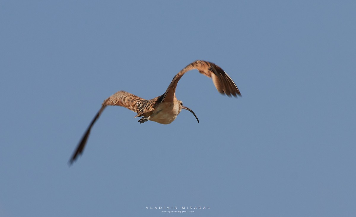 Long-billed Curlew - ML362326631