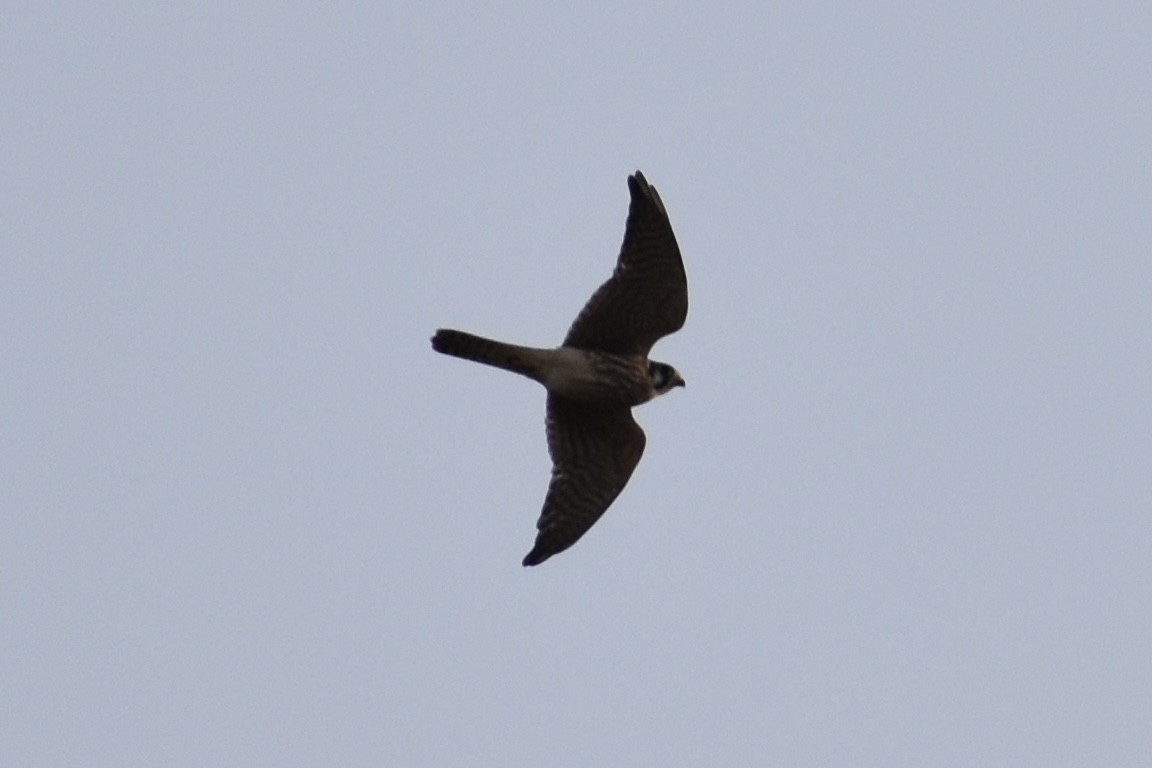 American Kestrel - ML362326841