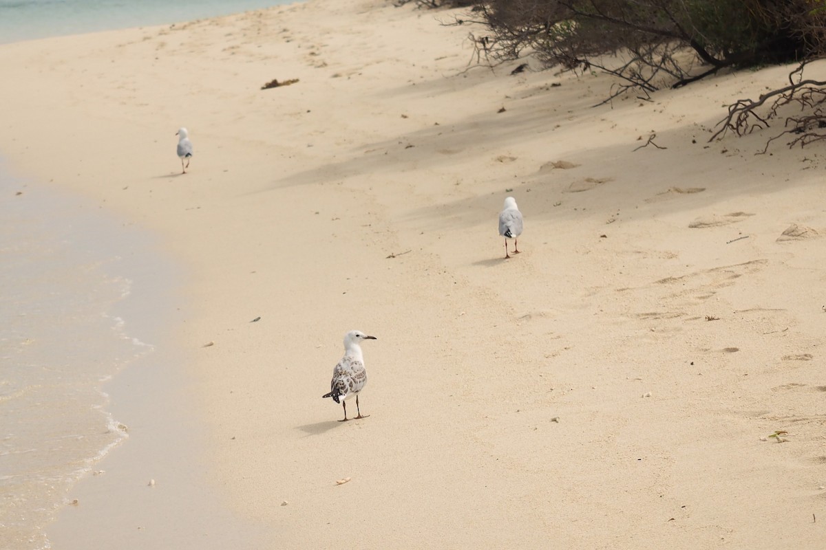 Mouette argentée (novaehollandiae/forsteri) - ML362326961