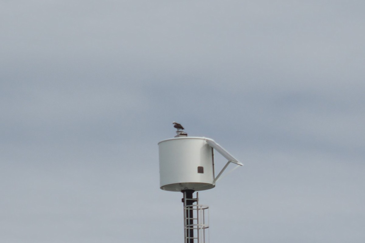 Osprey - Isaac Clarey