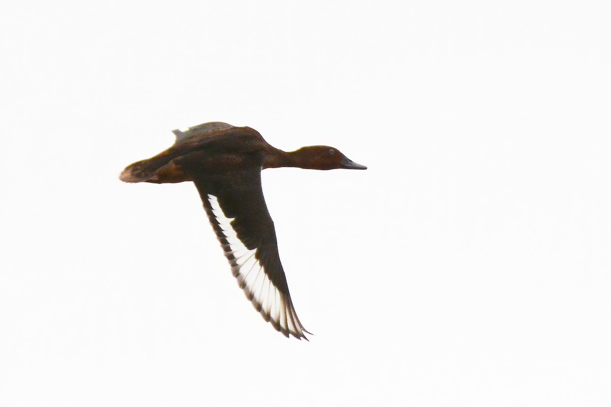 Ferruginous Duck - ML362327091
