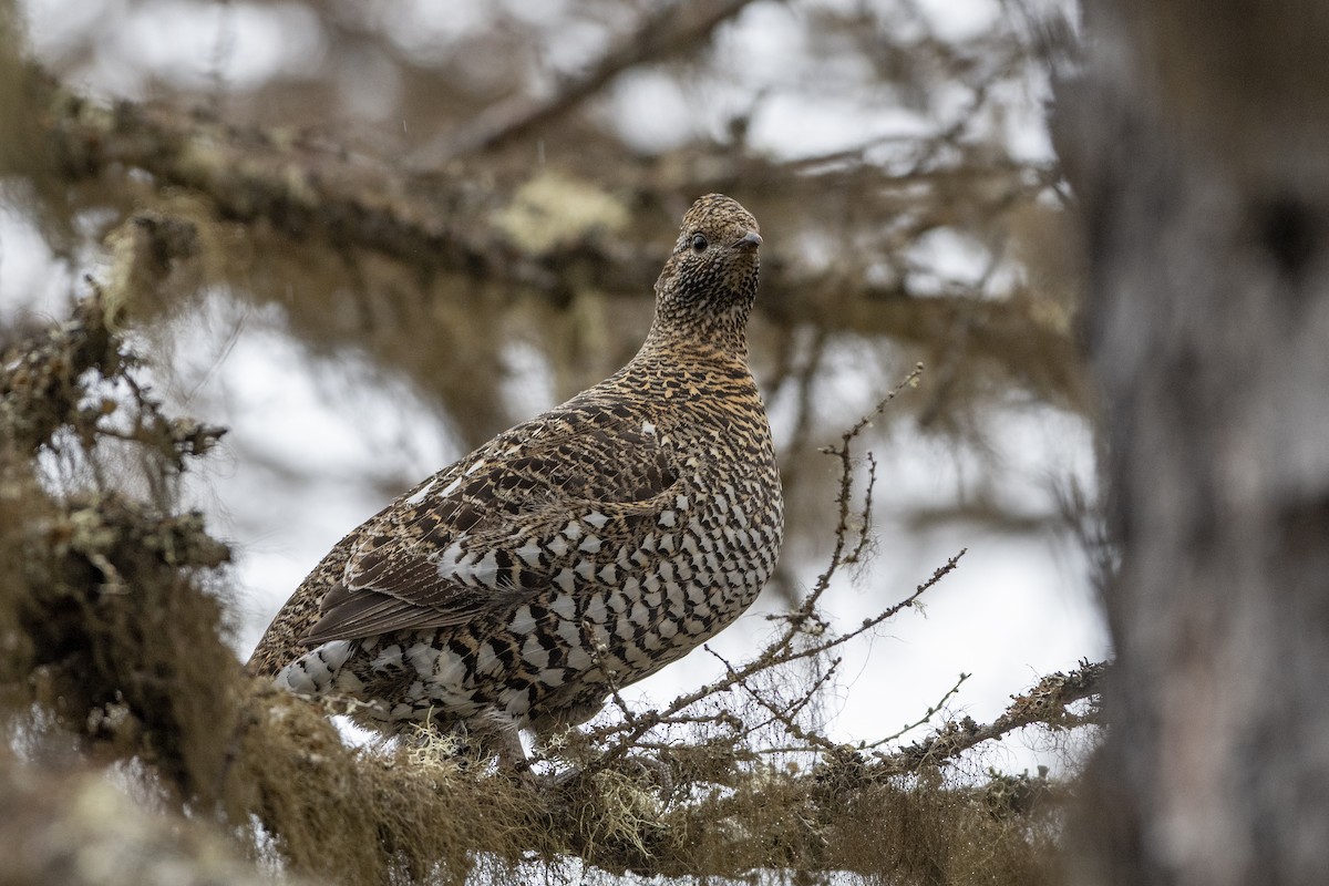 Siberian Grouse - ML362327521