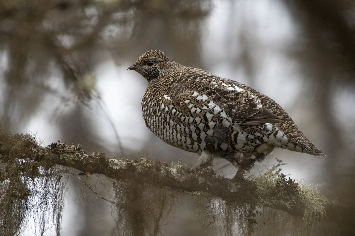 Siberian Grouse - ML362327621