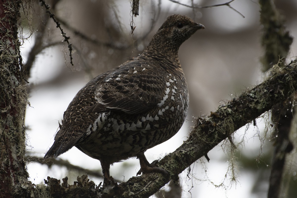 Siberian Grouse - ML362328041