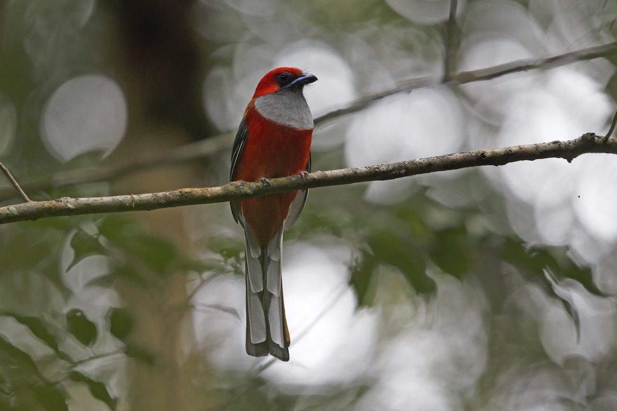 trogon šedoprsý - ML362328141