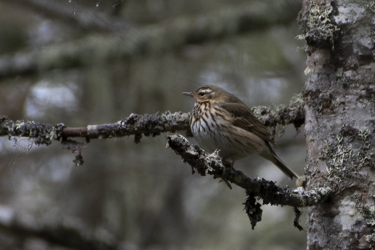 Olive-backed Pipit - Grigory Evtukh