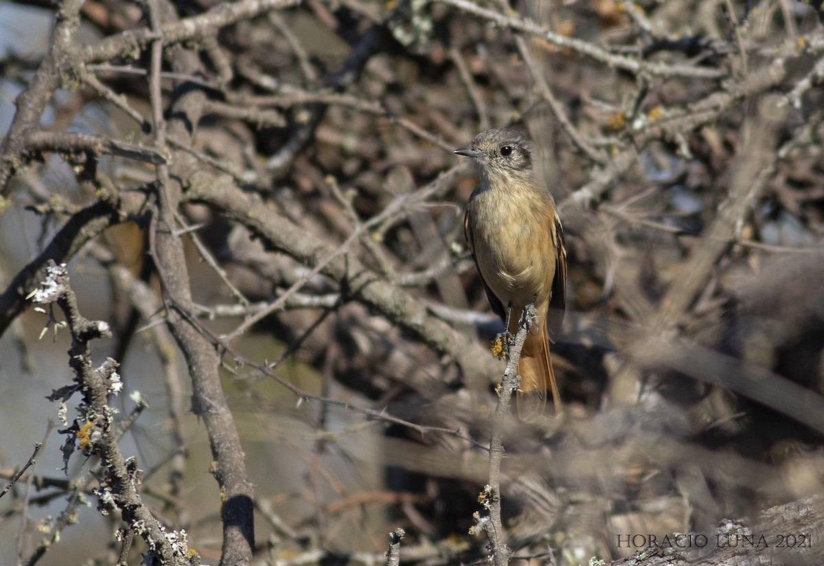 White-winged Black-Tyrant - ML362328871