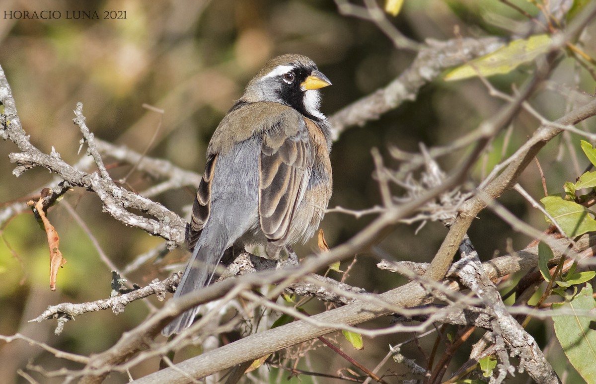 Many-colored Chaco Finch - ML362328881