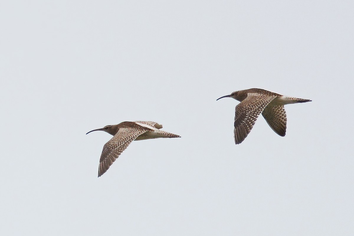 Whimbrel - ML362329391