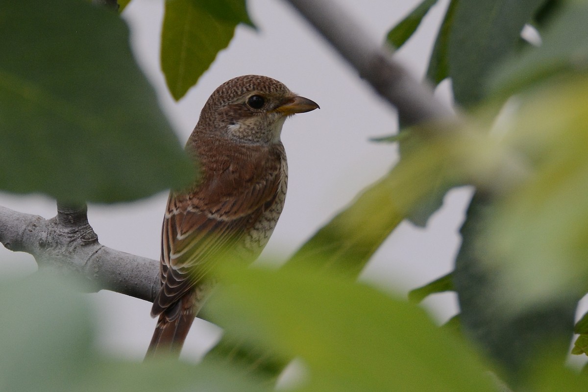 Red-backed Shrike - ML362329461